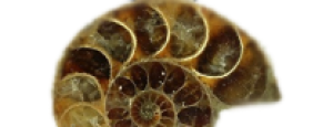 Ammonit – Naturstein online kaufen