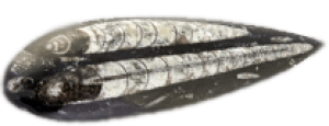 Orthoceras